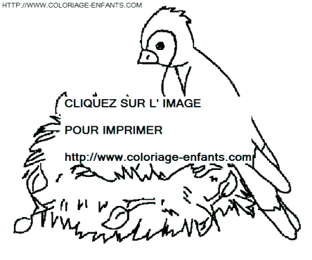 coloriage oiseaux