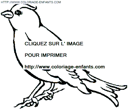 coloriage oiseaux