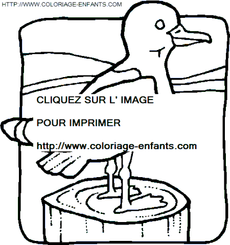 coloriage oiseaux