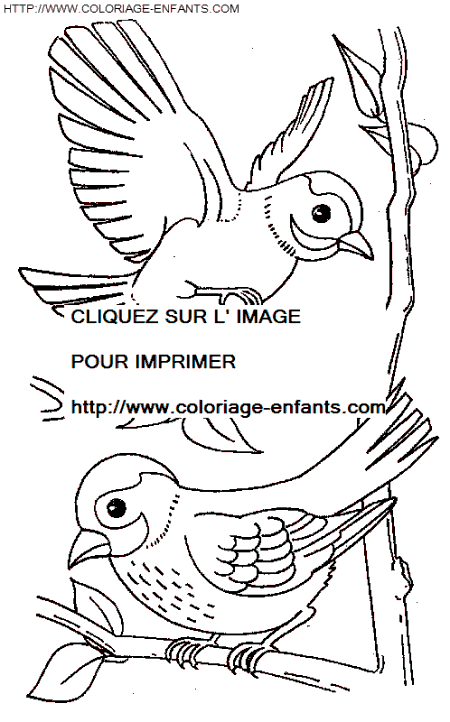 coloriage oiseaux