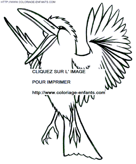 coloriage oiseaux