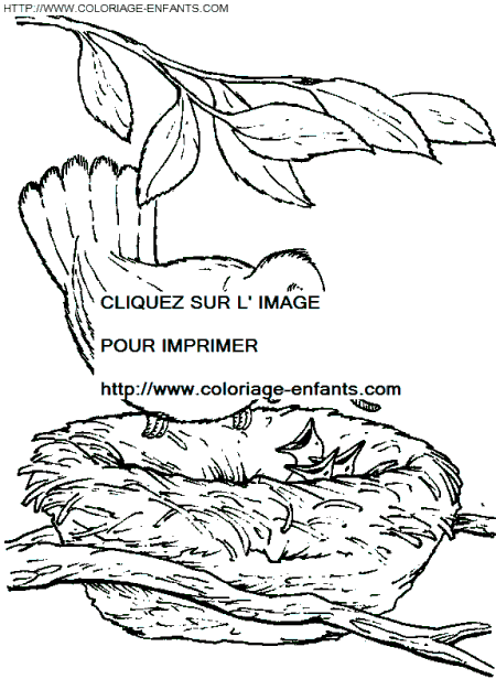 coloriage oiseaux