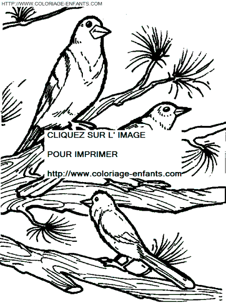 coloriage oiseaux