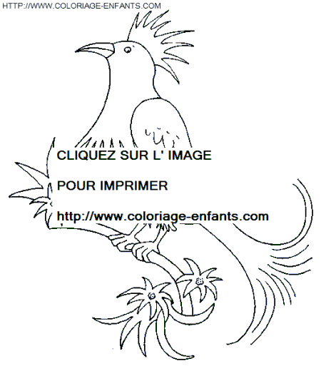 coloriage oiseaux