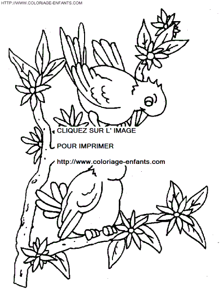 coloriage oiseaux