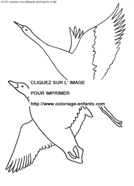 coloriage oiseaux