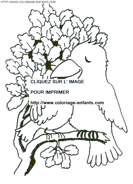 coloriage oiseaux