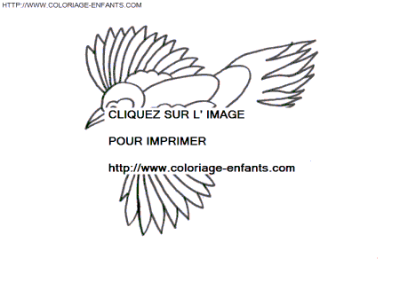 coloriage oiseaux