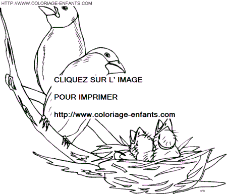 coloriage oiseaux