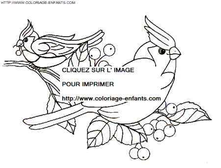 coloriage oiseaux