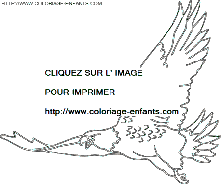 coloriage oiseaux