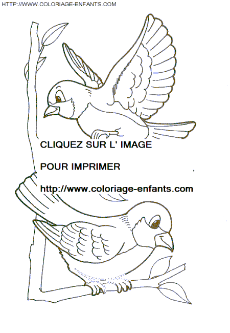 coloriage oiseaux