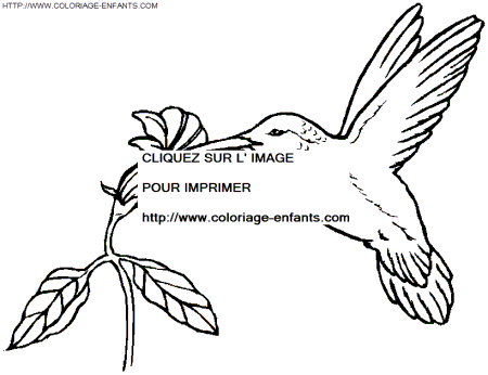 coloriage oiseaux