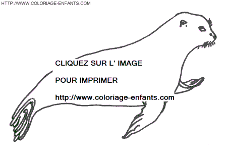 coloriage otaries