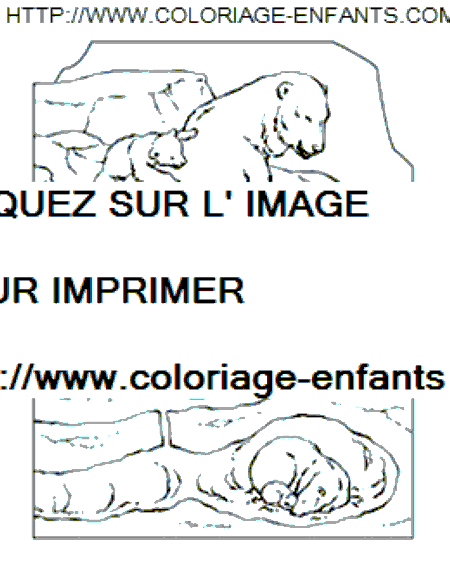 coloriage ours blanc sur la banquise