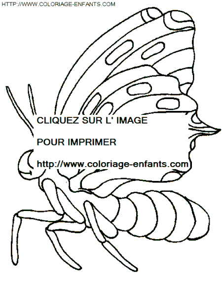 coloriage papillons