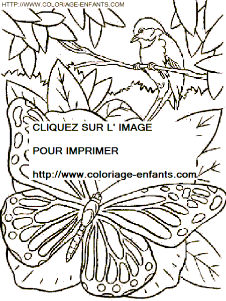 coloriage papillons