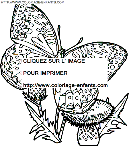 coloriage papillons