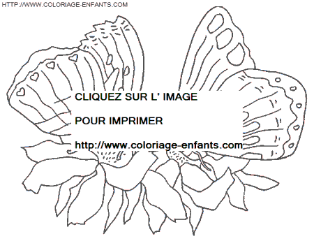 coloriage papillons