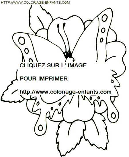 coloriage papillons