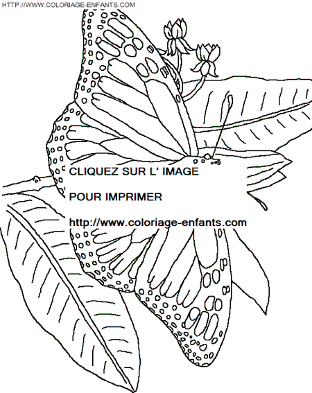 coloriage papillons