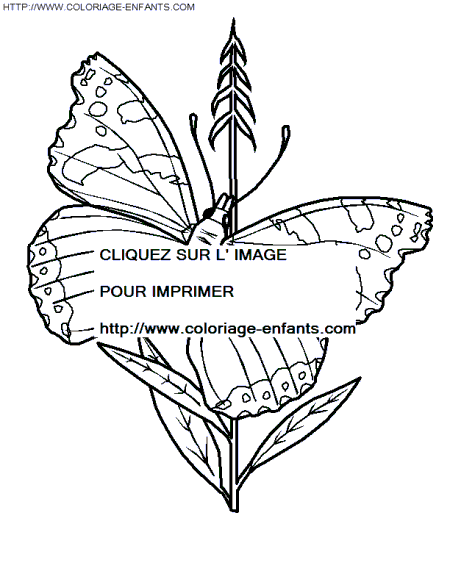 coloriage papillons