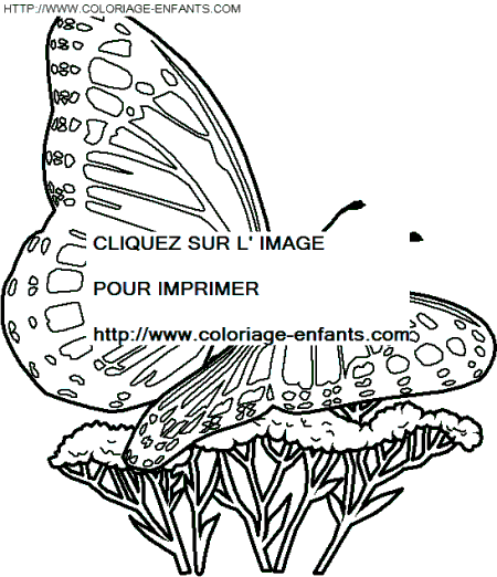 coloriage papillons