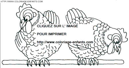 coloriage poules