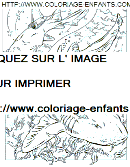 coloriage requin nourrice