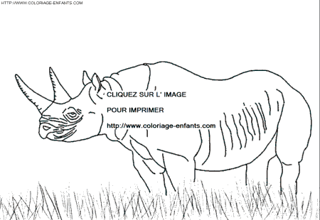 coloriage rhinoceros