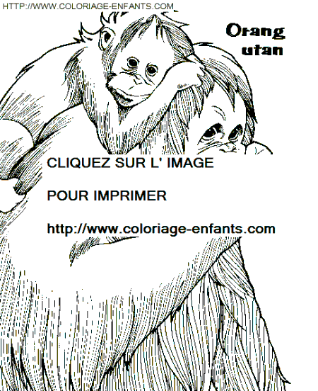 coloriage singes