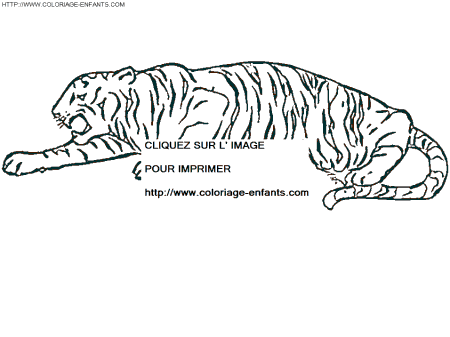 coloriage tigre couche