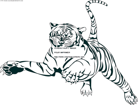 coloriage tigre sautant