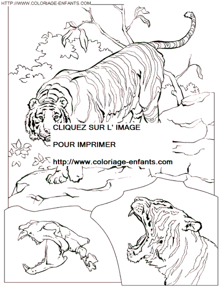 coloriage tigre