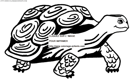 coloriage tortues