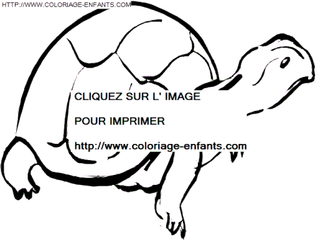 coloriage tortues