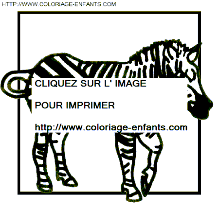 coloriage zebres