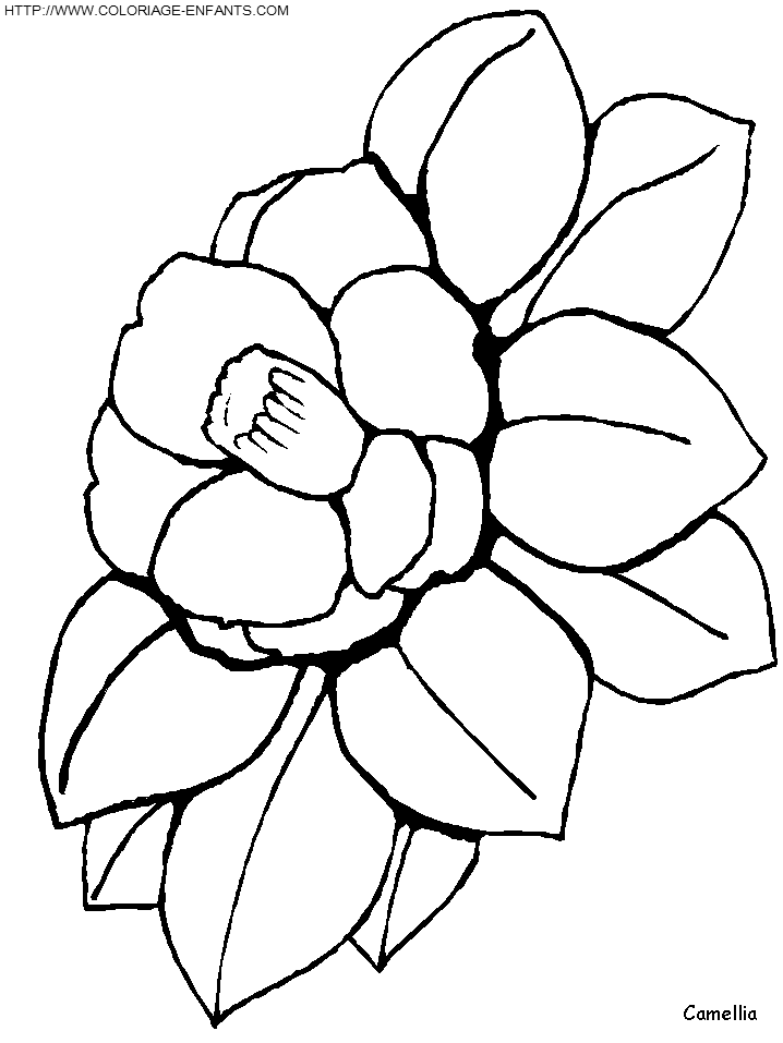 coloriage camelia