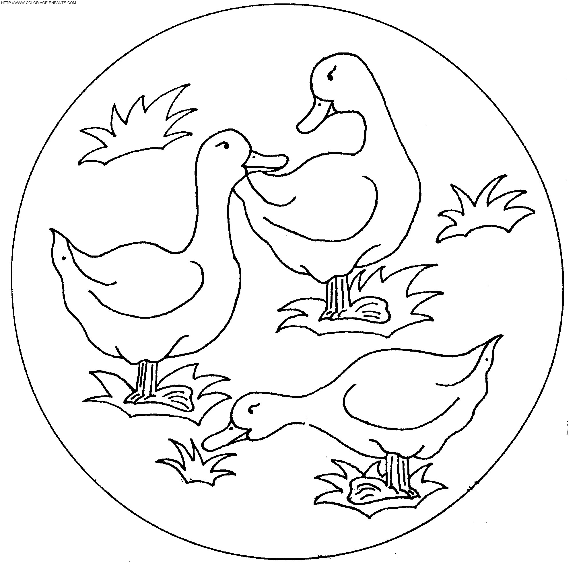 coloriage canards