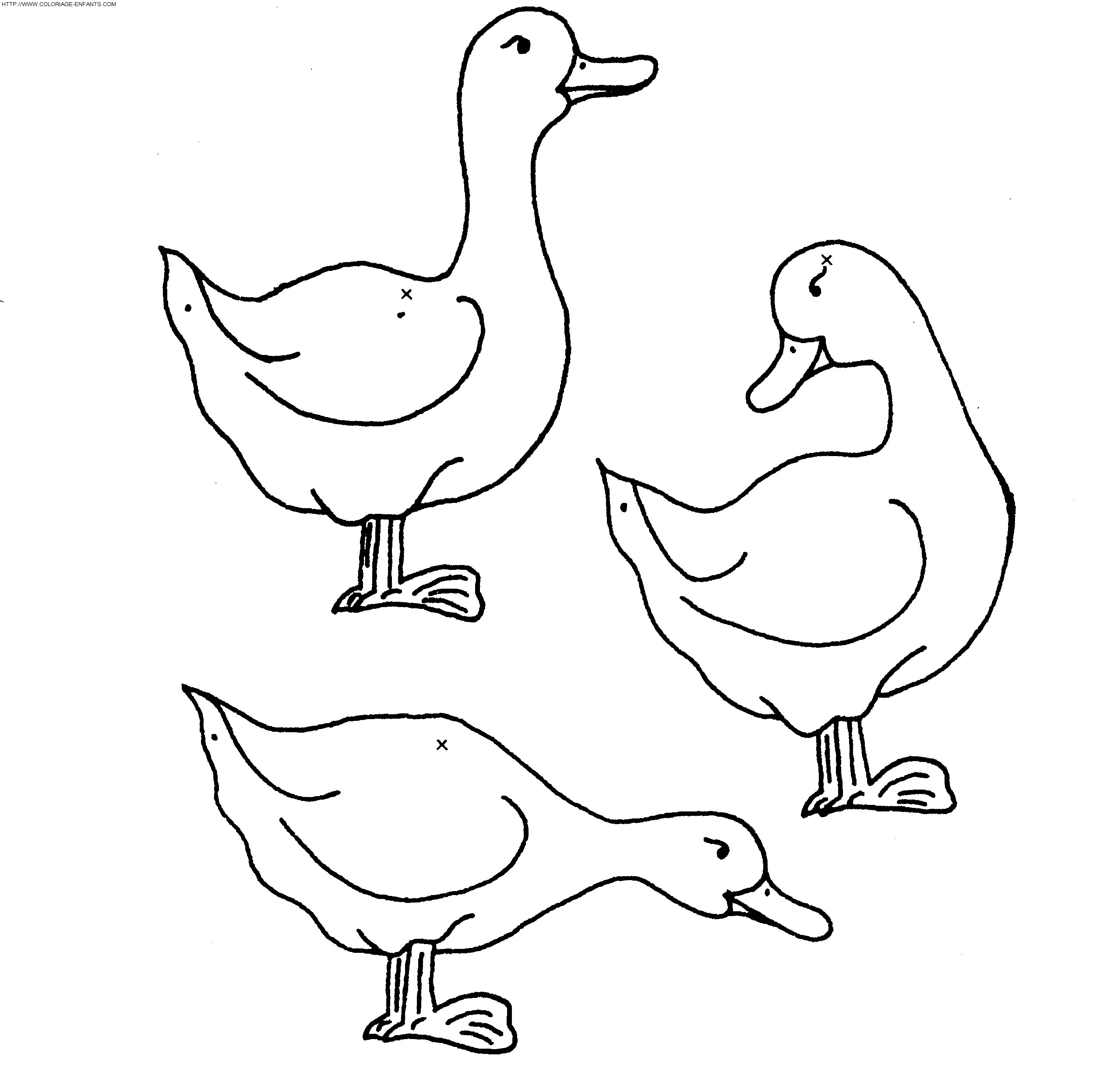 coloriage canards