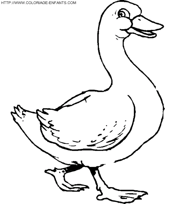 coloriage canards