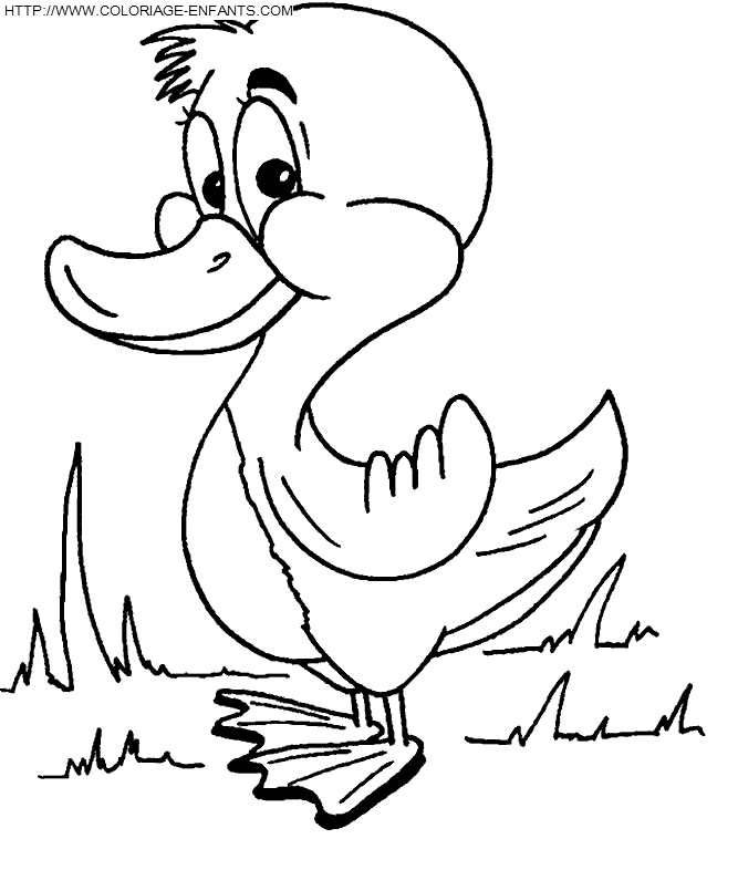 coloriage canards