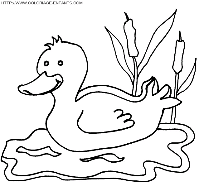 coloriage canards