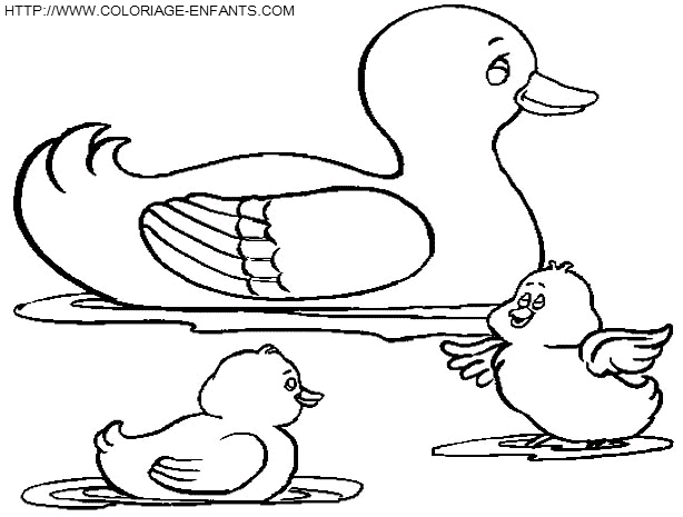 coloriage canards