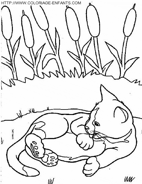 coloriage chats