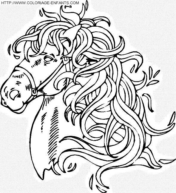 coloriage cheval a belle criniere