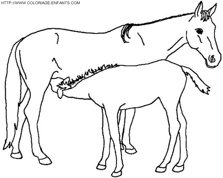 coloriage cheval la jument allaite son petit