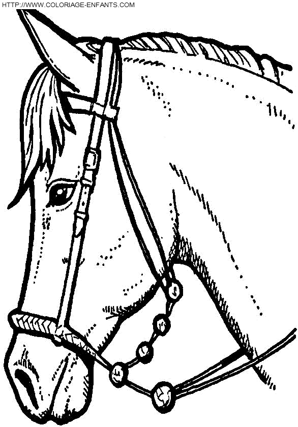 coloriage cheval portrait de mustang