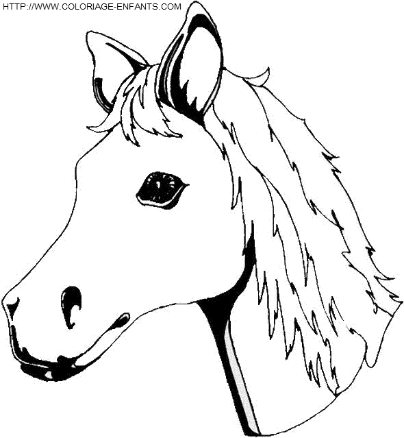 coloriage cheval tete de poulain