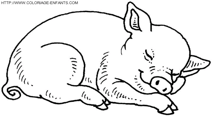 coloriage cochons